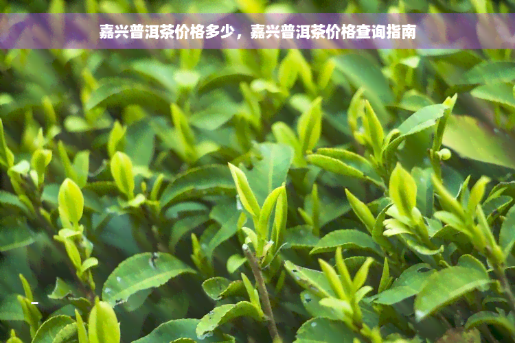 嘉兴普洱茶价格多少，嘉兴普洱茶价格查询指南