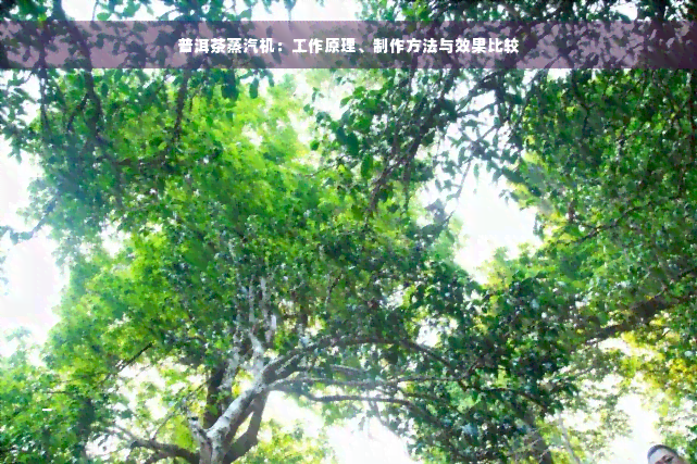 普洱茶蒸汽机：工作原理、制作方法与效果比较