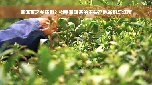 普洱茶之乡在哪？揭秘普洱茶的主要产地省份与城市