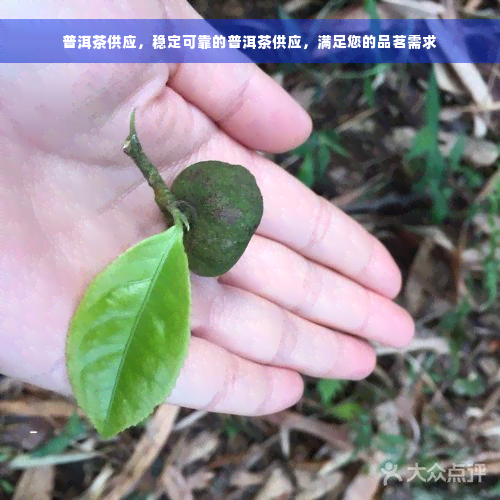 普洱茶供应，稳定可靠的普洱茶供应，满足您的品茗需求