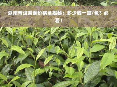 湖南普洱茶烟价格全揭秘：多少钱一盒/包？必看！