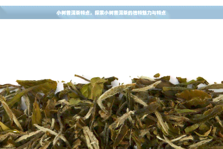 小树普洱茶特点，探索小树普洱茶的独特魅力与特点