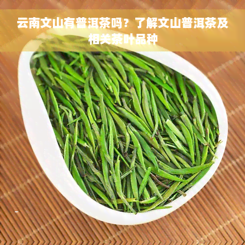 云南文山有普洱茶吗？了解文山普洱茶及相关茶叶品种