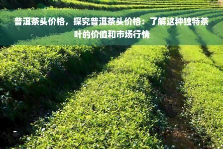 普洱茶头价格，探究普洱茶头价格：了解这种独特茶叶的价值和市场行情