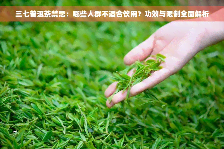 三七普洱茶禁忌：哪些人群不适合饮用？功效与限制全面解析