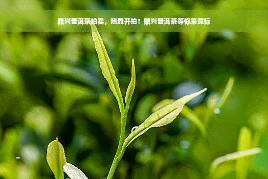 鼎兴普洱茶拍卖，热烈开拍！鼎兴普洱茶等你来竞标