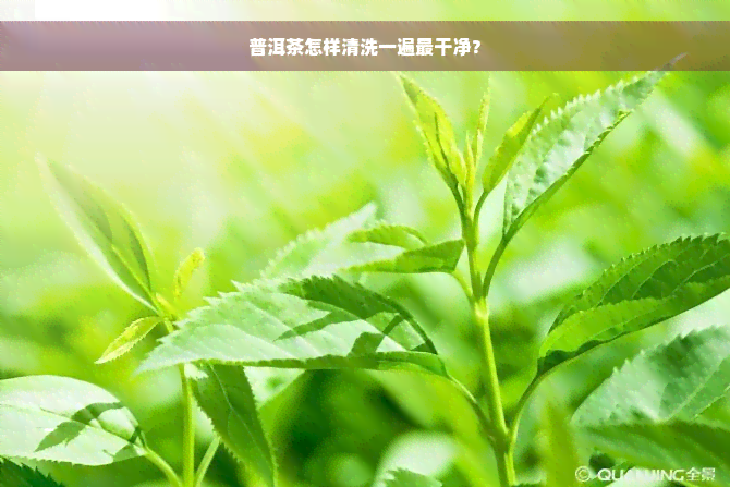 普洱茶怎样清洗一遍最干净？