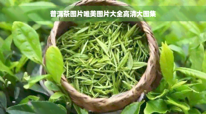 普洱茶图片唯美图片大全高清大图集