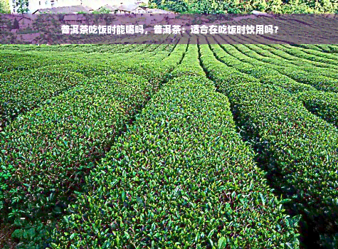 普洱茶吃饭时能喝吗，普洱茶：适合在吃饭时饮用吗？