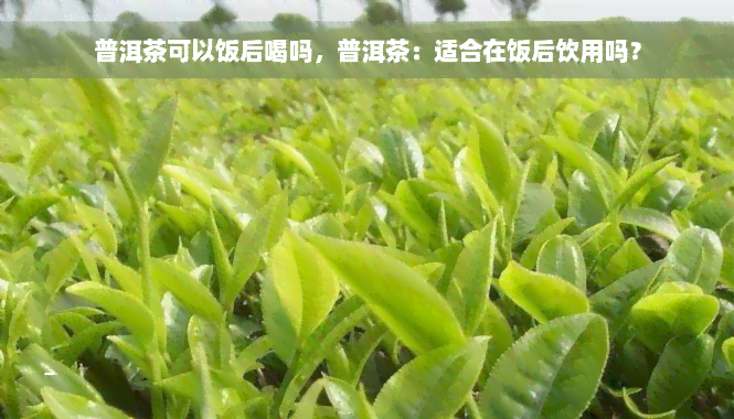 普洱茶可以饭后喝吗，普洱茶：适合在饭后饮用吗？