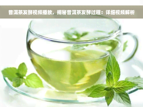 普洱茶发酵视频播放，揭秘普洱茶发酵过程：详细视频解析