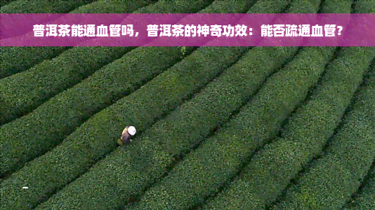 普洱茶能通血管吗，普洱茶的神奇功效：能否疏通血管？