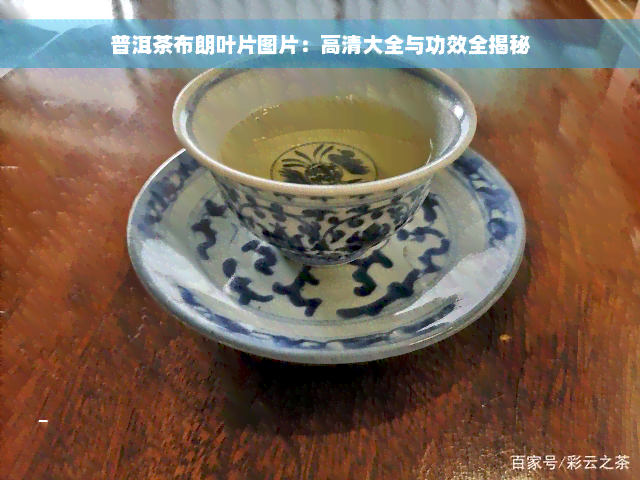 普洱茶布朗叶片图片：高清大全与功效全揭秘