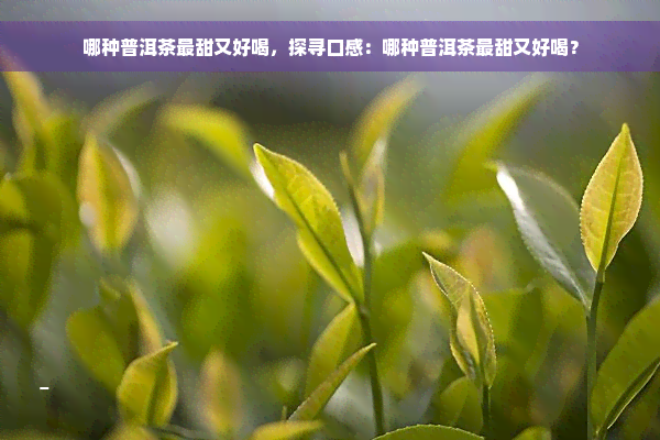 哪种普洱茶最甜又好喝，探寻口感：哪种普洱茶最甜又好喝？