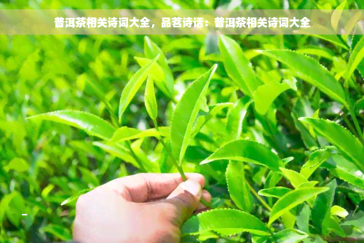 普洱茶相关诗词大全，品茗诗话：普洱茶相关诗词大全