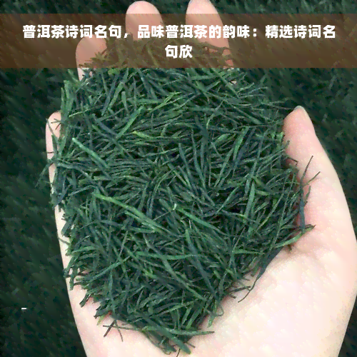 普洱茶诗词名句，品味普洱茶的韵味：精选诗词名句欣