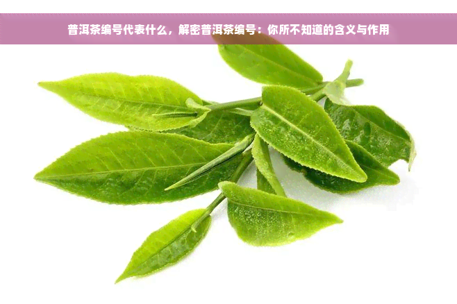 普洱茶编号代表什么，解密普洱茶编号：你所不知道的含义与作用