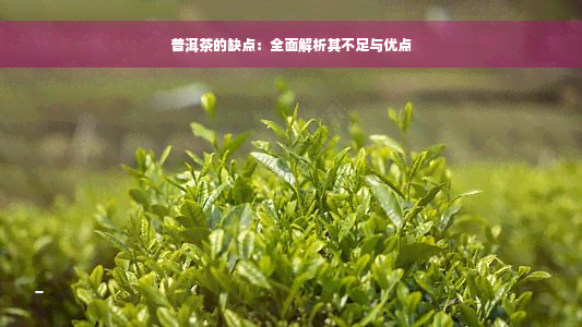 普洱茶的缺点：全面解析其不足与优点