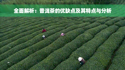 全面解析：普洱茶的优缺点及其特点与分析