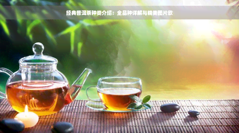 经典普洱茶种类介绍：全品种详解与精美图片欣