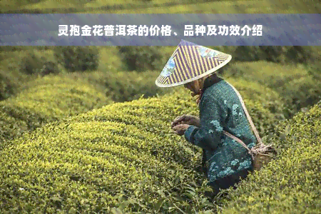 灵孢金花普洱茶的价格、品种及功效介绍