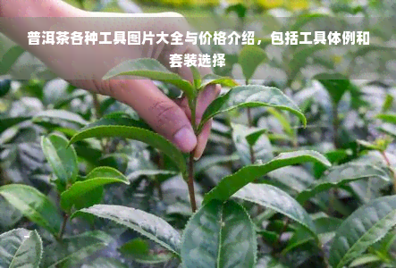 普洱茶各种工具图片大全与价格介绍，包括工具体例和套装选择