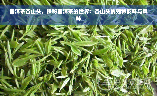 普洱茶各山头，探秘普洱茶的世界：各山头的独特韵味与风味