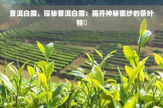 普洱白霜，探秘普洱白霜：揭开神秘面纱的茶叶特點