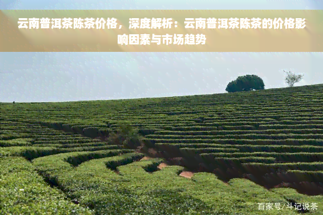 云南普洱茶陈茶价格，深度解析：云南普洱茶陈茶的价格影响因素与市场趋势