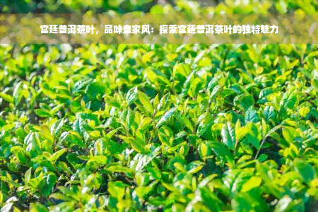 宫廷普洱茶叶，品味皇家风：探索宫廷普洱茶叶的独特魅力