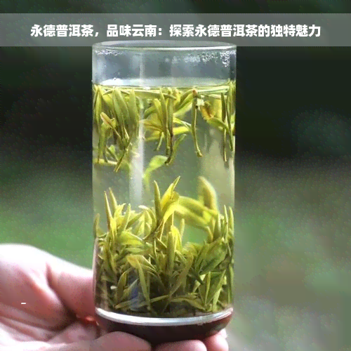 永德普洱茶，品味云南：探索永德普洱茶的独特魅力