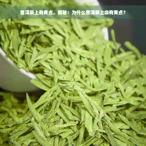 普洱茶上有黄点，揭秘：为什么普洱茶上会有黄点？