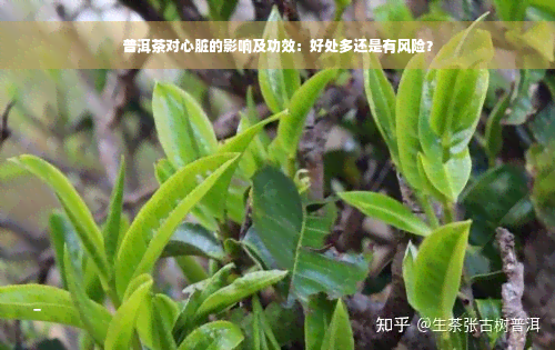 普洱茶对心脏的影响及功效：好处多还是有风险？