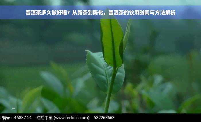 普洱茶多久做好喝？从新茶到陈化，普洱茶的饮用时间与方法解析