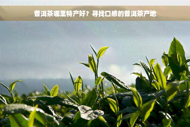 普洱茶哪里特产好？寻找口感的普洱茶产地