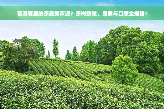 普洱哪里的茶更受欢迎？茶树数量、品质与口感全揭秘！