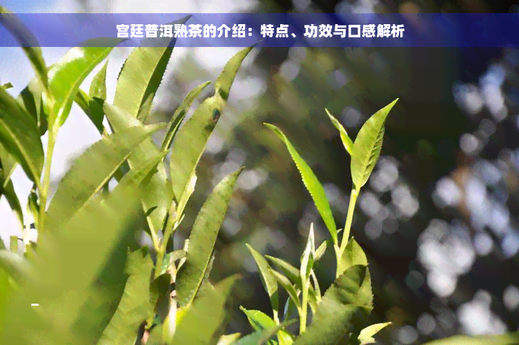 宫廷普洱熟茶的介绍：特点、功效与口感解析