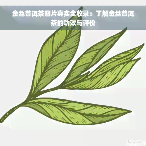 金丝普洱茶图片真实全收录：了解金丝普洱茶的功效与评价