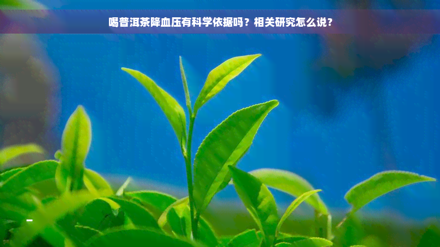 喝普洱茶降血压有科学依据吗？相关研究怎么说？