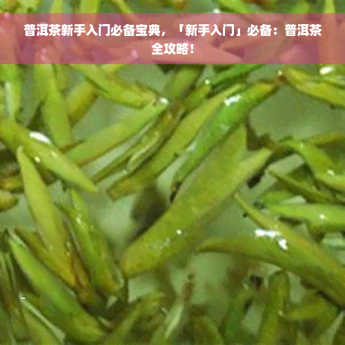 普洱茶新手入门必备宝典，「新手入门」必备：普洱茶全攻略！