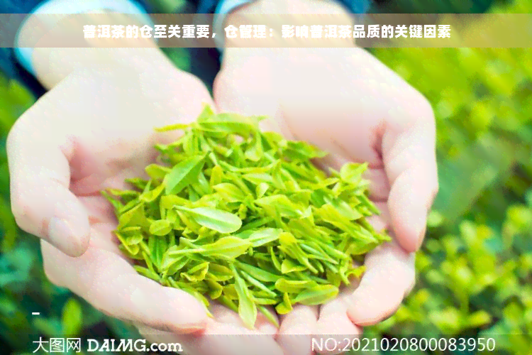 普洱茶的仓至关重要，仓管理：影响普洱茶品质的关键因素