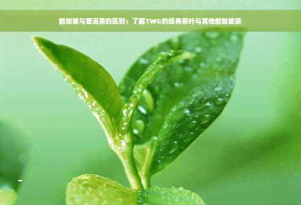 新加坡与普洱茶的区别：了解TWG的经典茶叶与其他新加坡茶