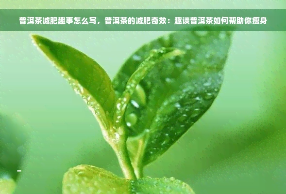 普洱茶减肥趣事怎么写，普洱茶的减肥奇效：趣谈普洱茶如何帮助你瘦身