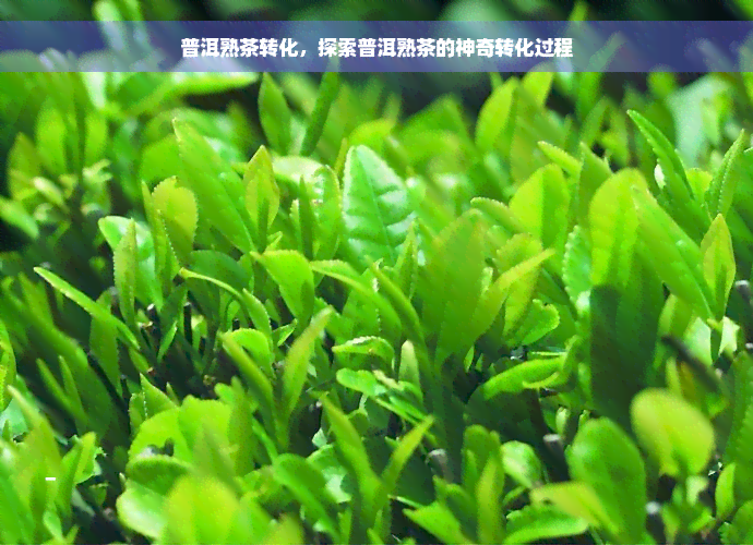 普洱熟茶转化，探索普洱熟茶的神奇转化过程