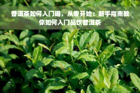 普洱茶如何入门喝，从零开始：新手指南教你如何入门品饮普洱茶