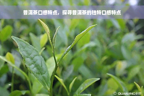 普洱茶口感特点，探寻普洱茶的独特口感特点