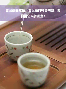 普洱茶养龙鱼，普洱茶的神奇功效：如何用它来养龙鱼？