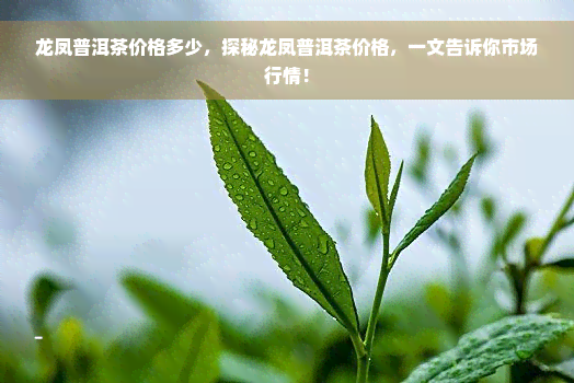 龙凤普洱茶价格多少，探秘龙凤普洱茶价格，一文告诉你市场行情！