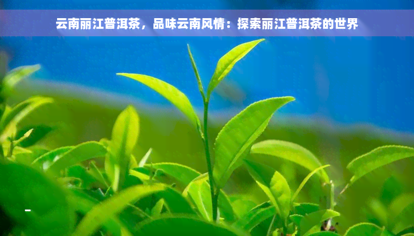 云南丽江普洱茶，品味云南风情：探索丽江普洱茶的世界