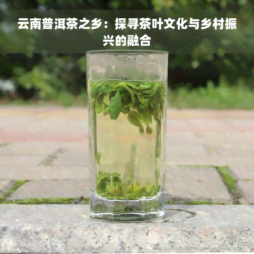 云南普洱茶之乡：探寻茶叶文化与乡村振兴的融合